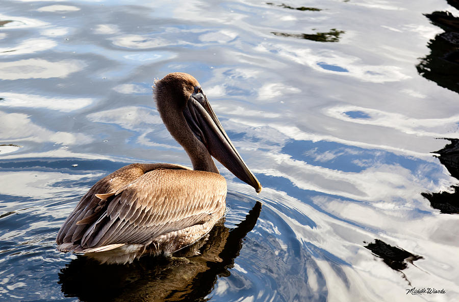 Pelican Photograph - Pelican Profile by Michelle Constantine