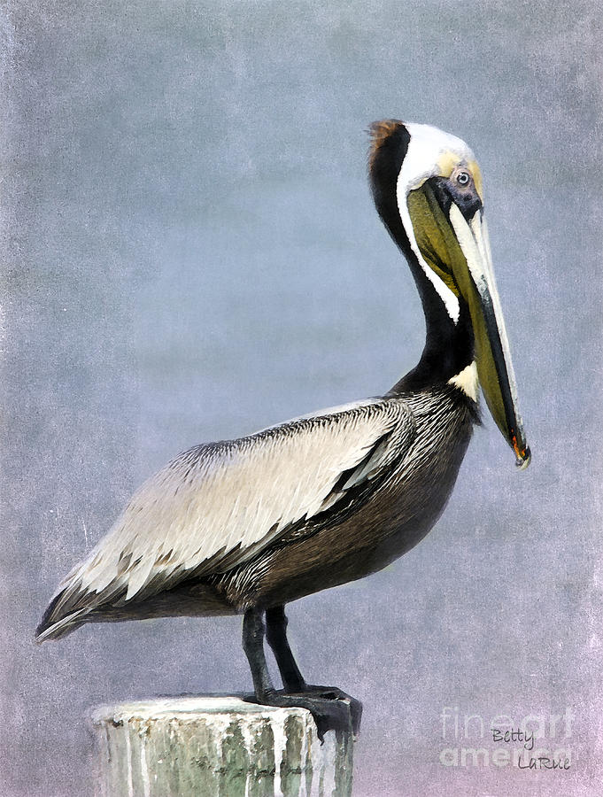 Pelican Proud Photograph