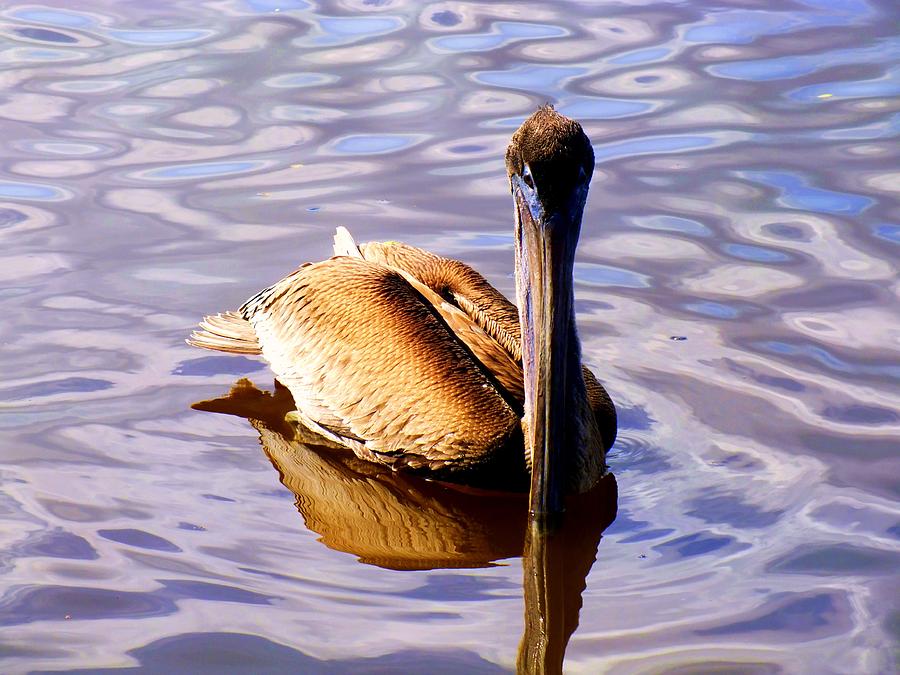 Pelican Puddles Photograph by Karen Wiles