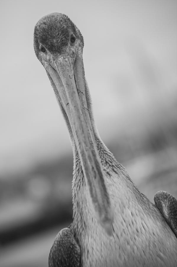 Pelican Photograph by Ralf Kaiser