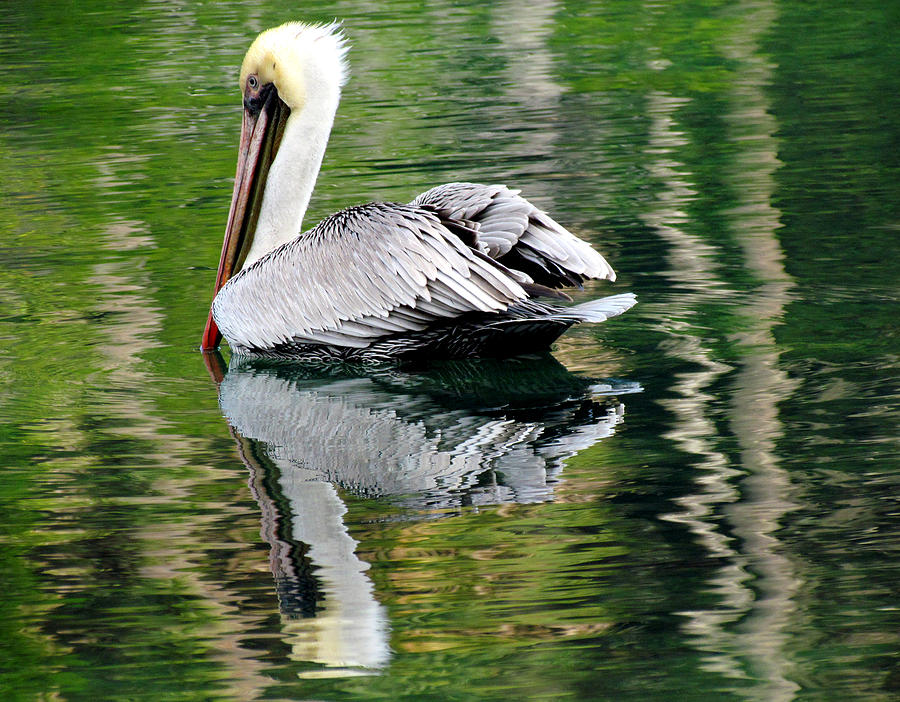 Pelican Reflecting Photograph by Judy Wanamaker