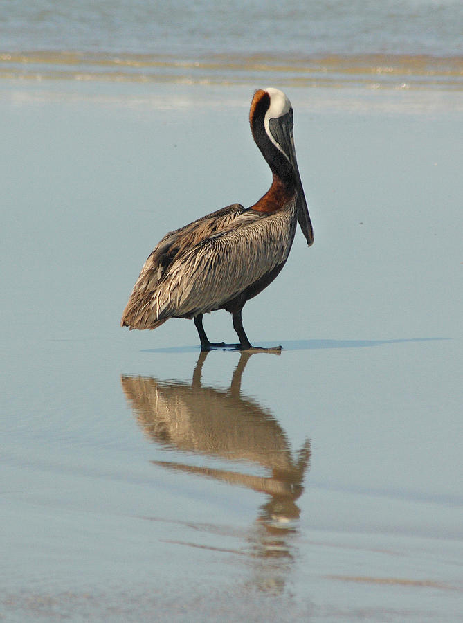 Pelican Reflections Photograph by Cindy Haggerty