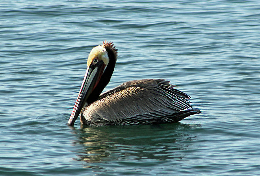 Pelican Photograph by Richard Lieberman - Fine Art America