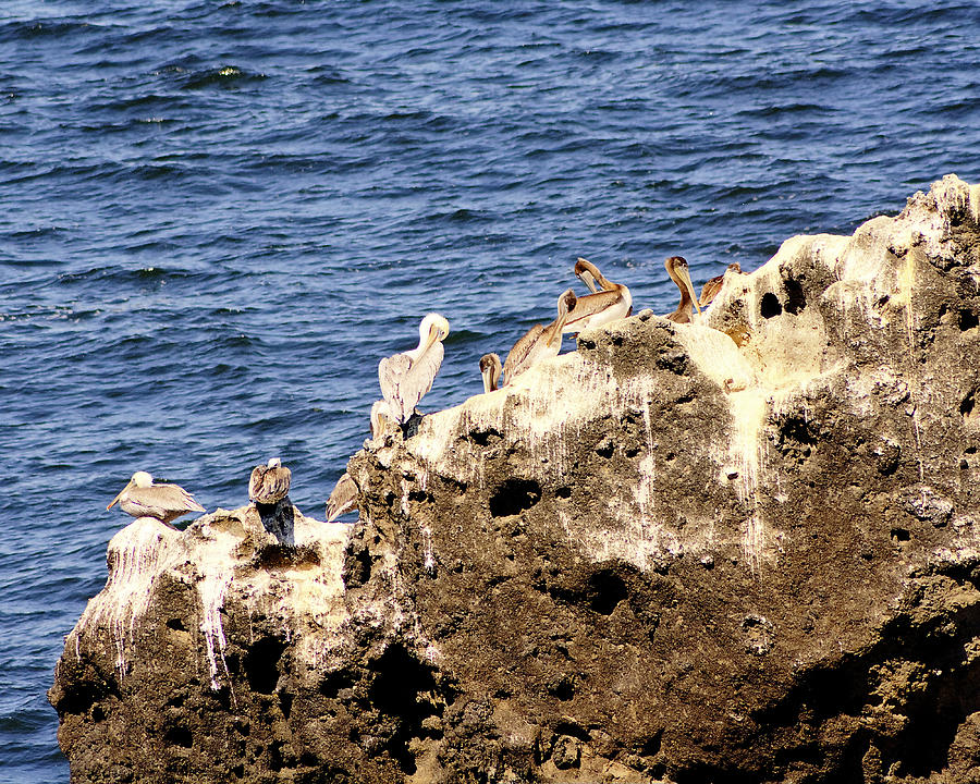 Pelican Rock Photograph by Chris Anderson