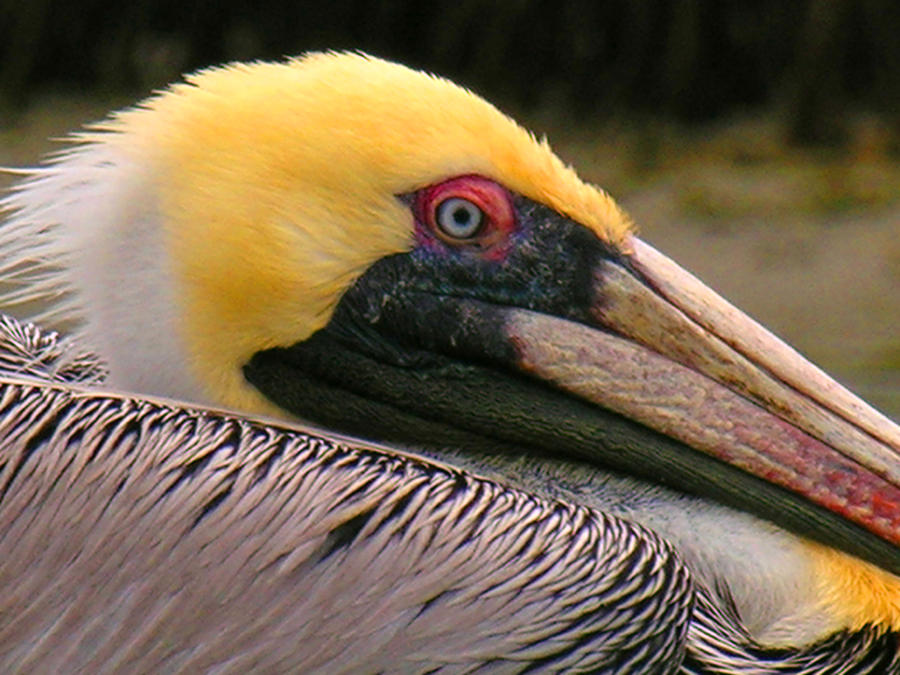 Pelican Photograph by Rod Seel
