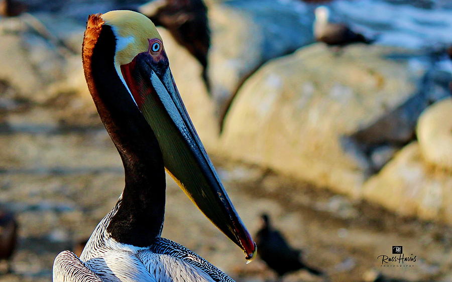 Pelican Photograph by Russ Harris