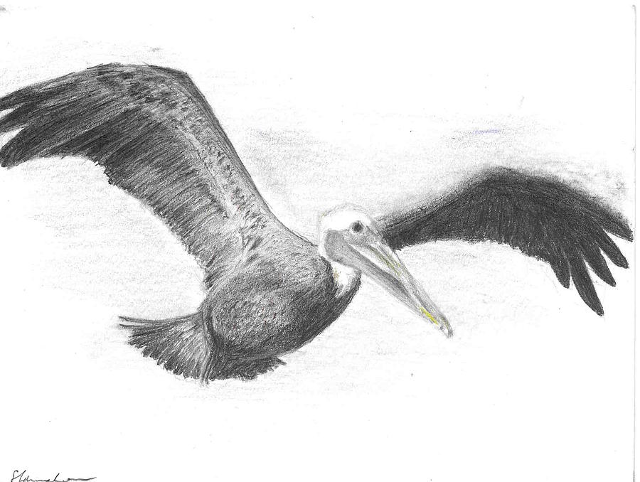 Pelican Drawing by Sal Lomick