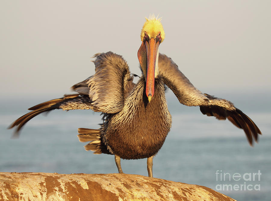 Pelican Shaking It Out Photograph by Max Allen