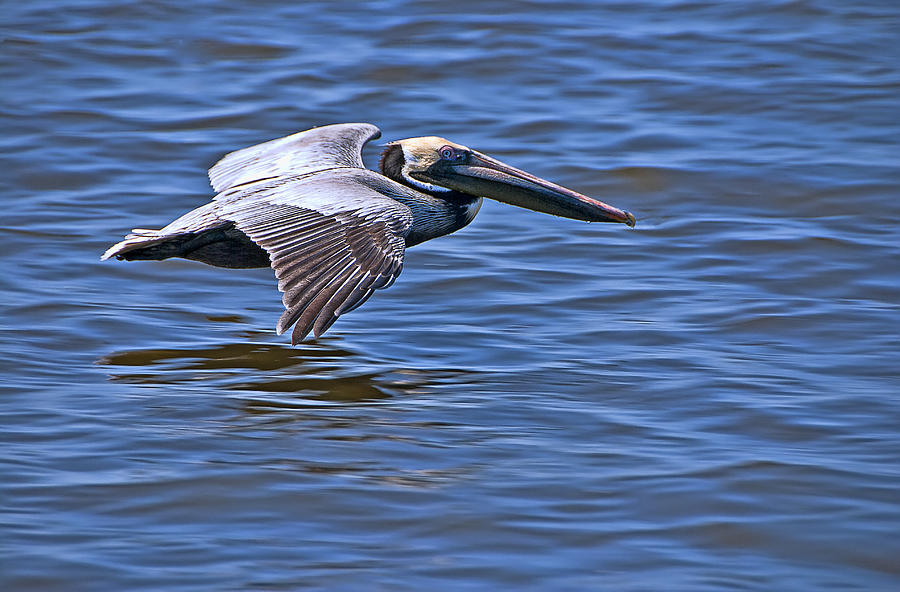 Pelican Skimming Photograph by Betty Eich
