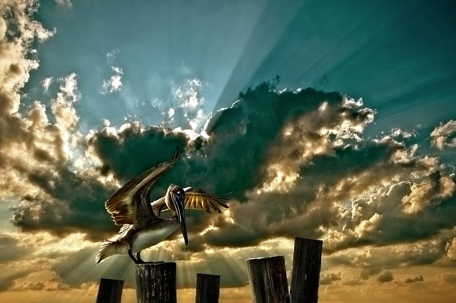 Pelican Photograph - Pelican Sky by Meirion Matthias