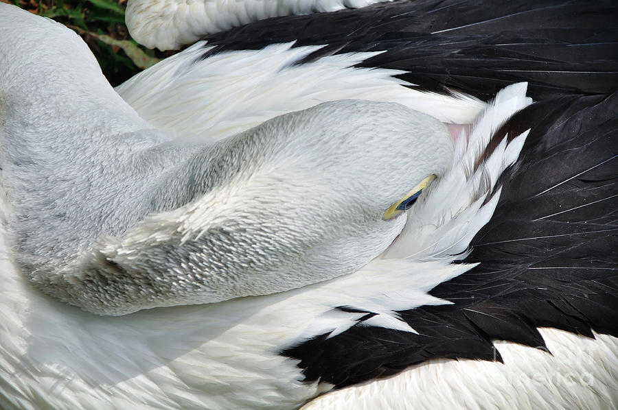Pelican Photograph - Pelican Sleeping by Kaye Menner