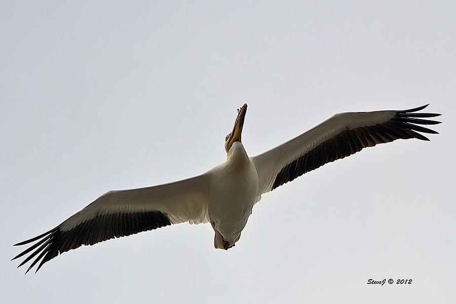 Pelican Soaring Photograph by Stephen Johnson