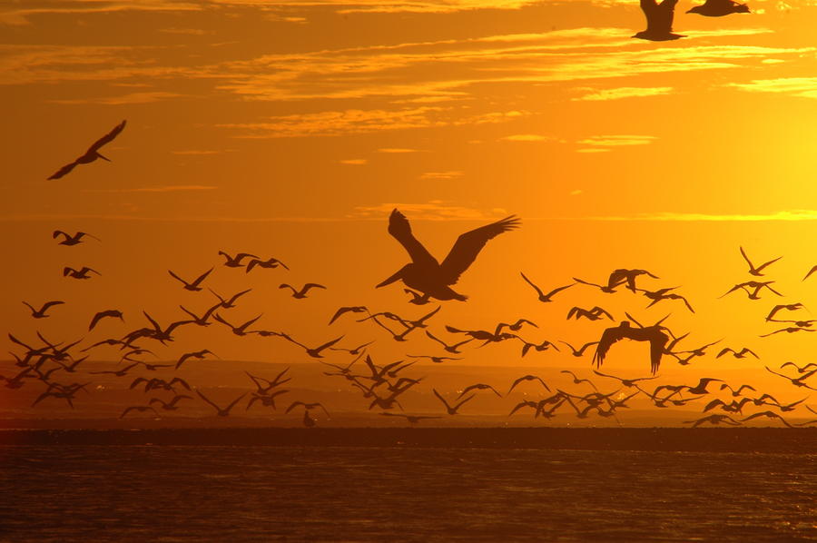 Pelican Sunset Photograph by Wanda Jesfield