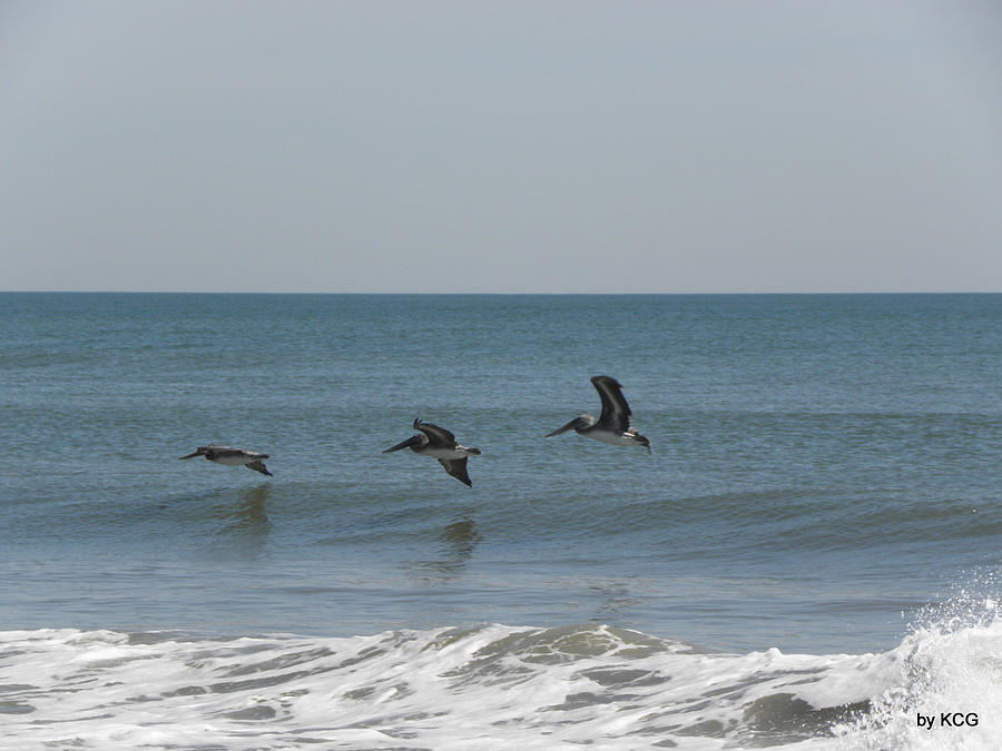 Pelican Surfing Photograph by Kim Galluzzo