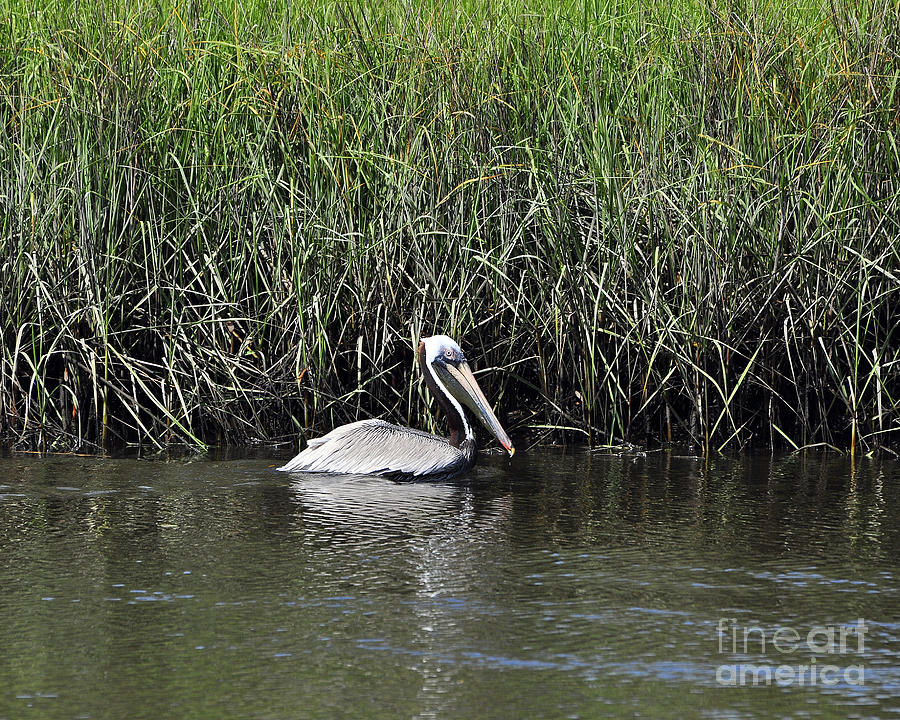 Pelican Photograph - Pelican Swimming by Al Powell Photography USA