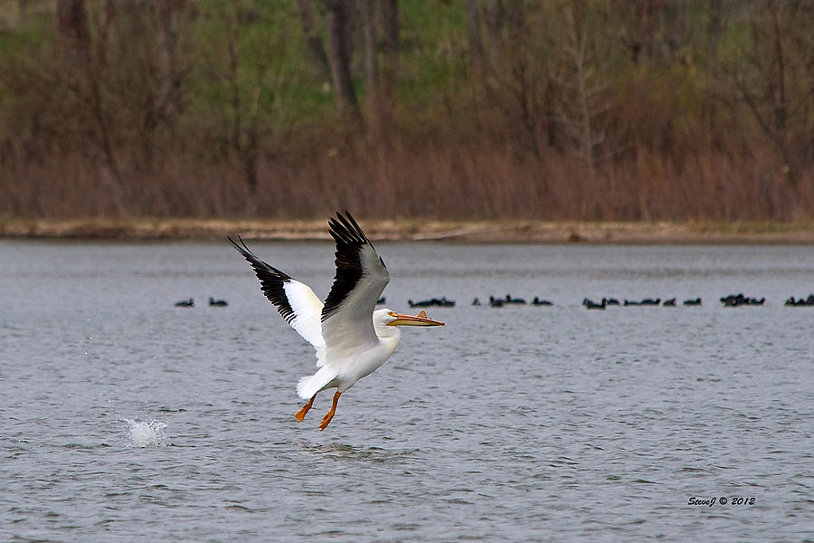 Pelican Take-Off Photograph by Stephen Johnson