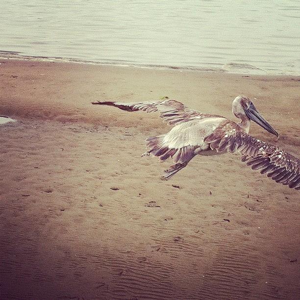 Pelican Photograph - Pelican Taking Flight #pelican #bird by Veronica Rains