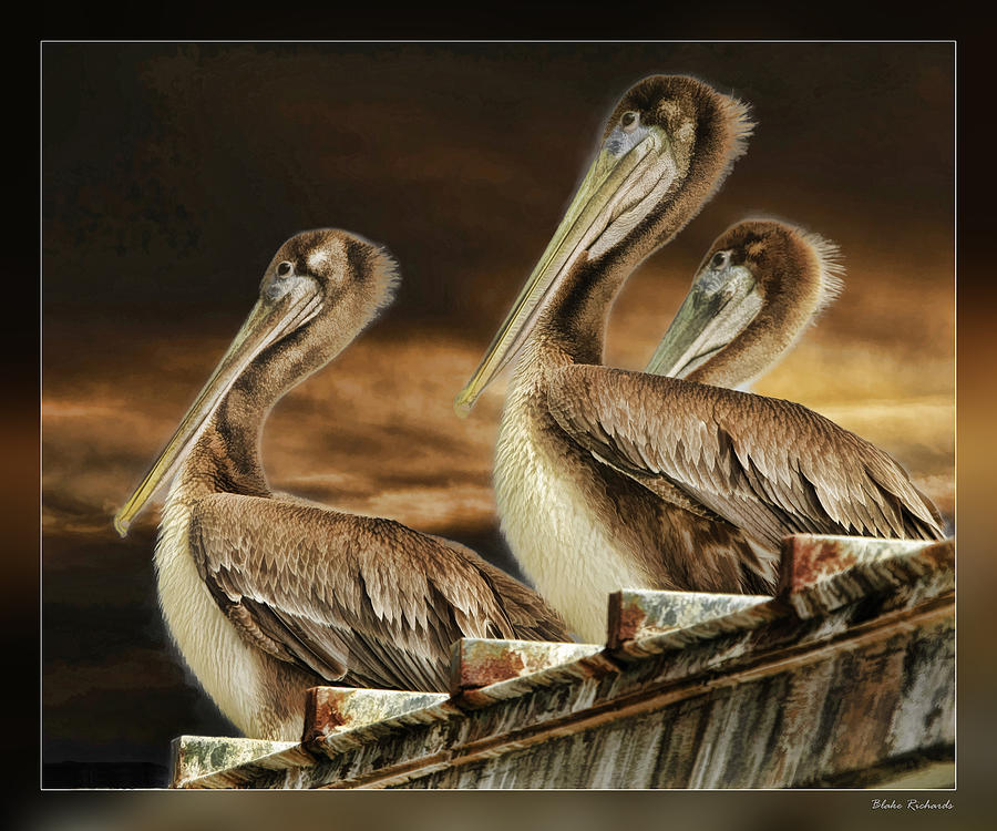Pelican Trio Photograph by Blake Richards