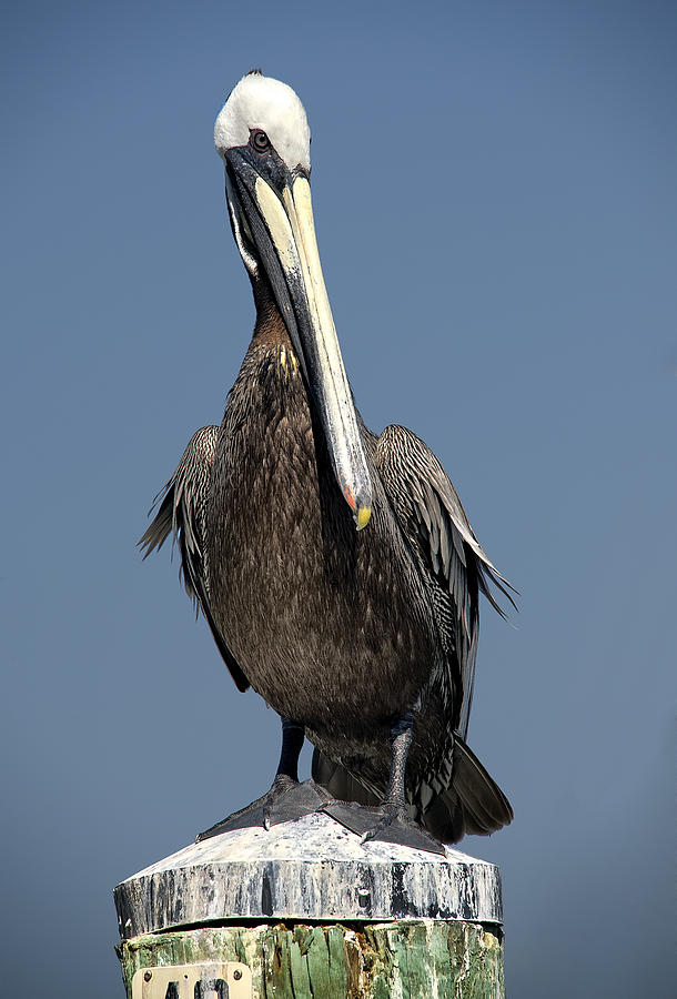Pelican Photograph by Wade Aiken