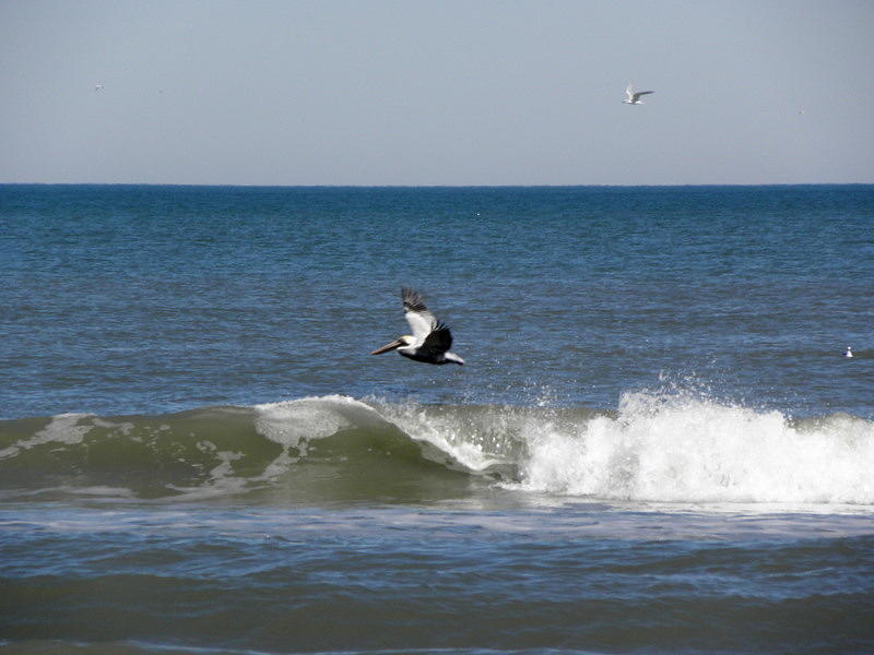 Pelican Wave Surfer Photograph by Kim Galluzzo