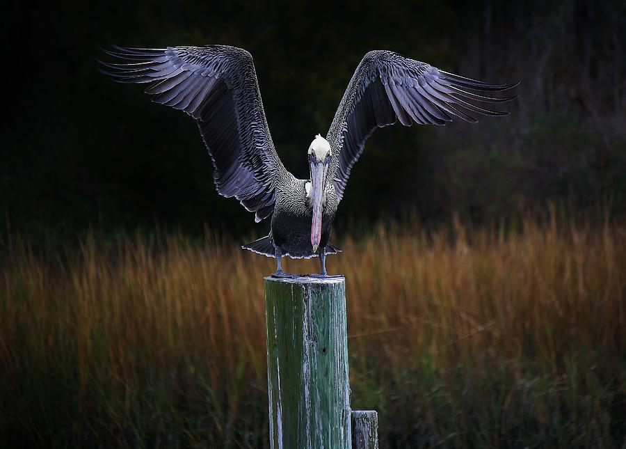 Pelican Photograph - Pelican Wings by Paulette Thomas