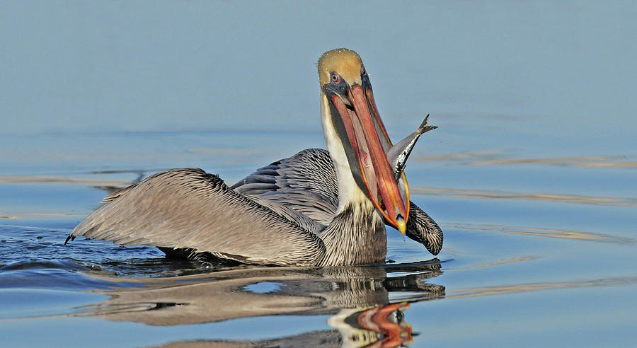 Pelican with Catch Photograph by Dave Mills