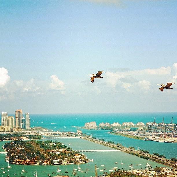 Miami Photograph - Pelicans Above Biscayne Bay by Joel Lopez