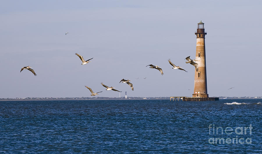 Lighthouse Photograph - Pelicans and Morris Island Light 1 by Tim Mulina