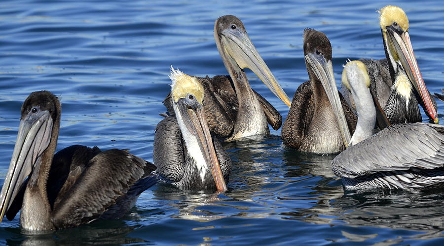 Pelicans Anonymous  Photograph by Fraida Gutovich