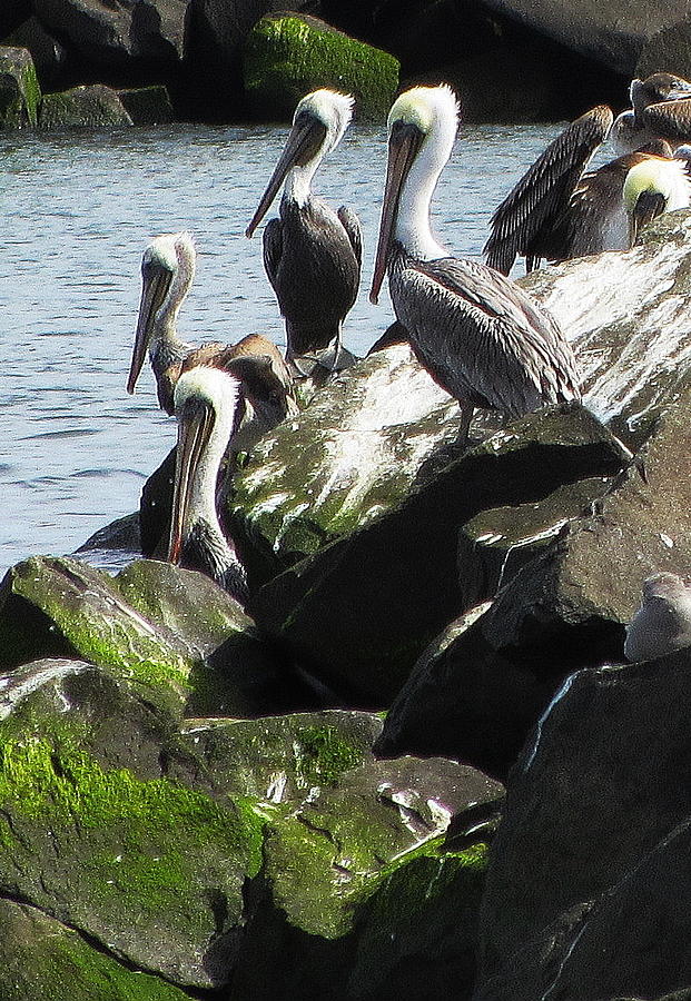 Pelicans at Hammond Photograph by Steven A Bash