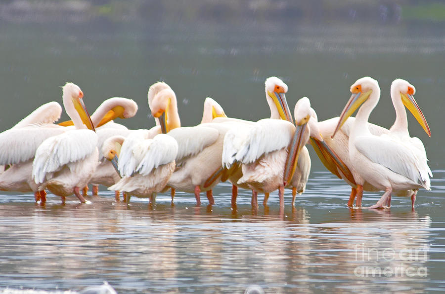 Pelicans at Lake Nakuru Digital Art by Pravine Chester
