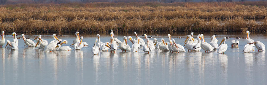 Pelicans Photograph - Pelicans at the Yolo Bypass by Chris Fullmer
