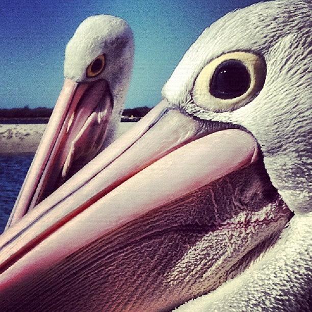 Pelican Photograph - Pelicans by Darren Frankish