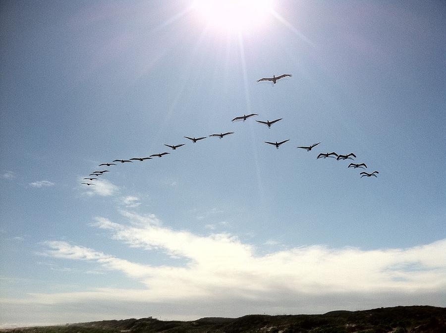 Pelicans in Flight Photograph by Christine Lathrop