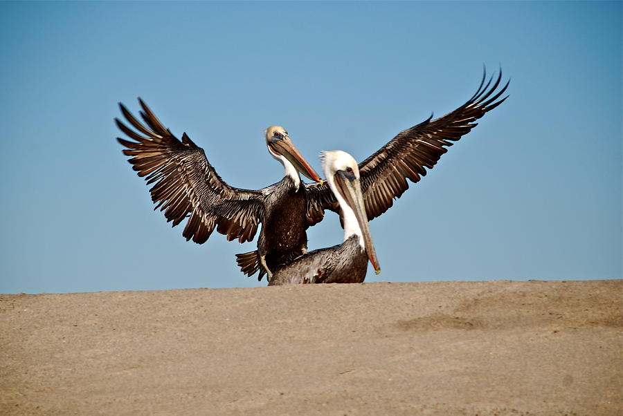 Pelicans Photograph by Liz Vernand