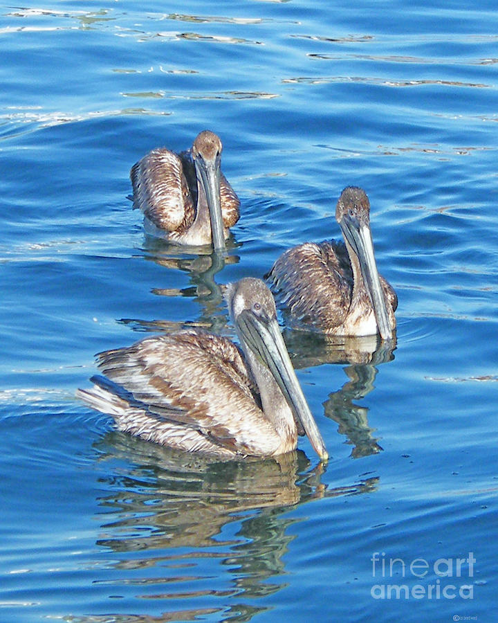 Pelicans Photograph by Lizi Beard-Ward