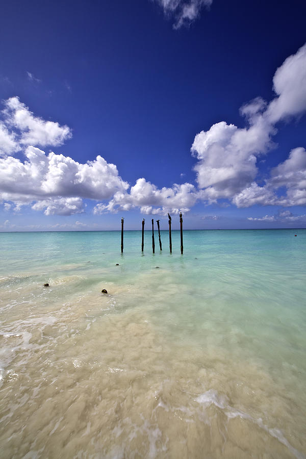 Pelicans Of Sunny Aruba Photograph