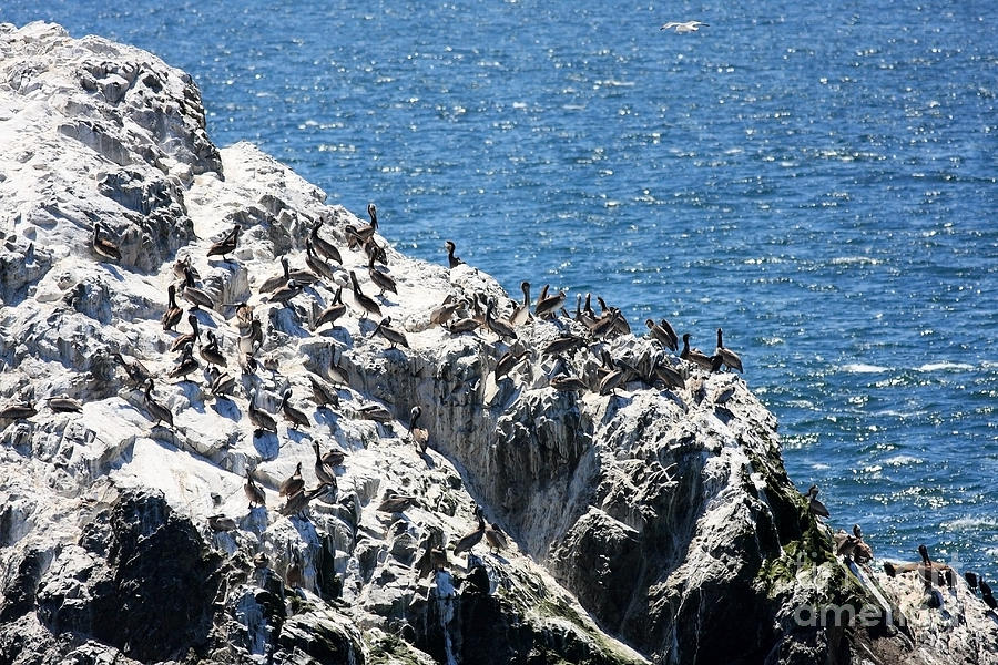 san francisco pelicans ] the 1886