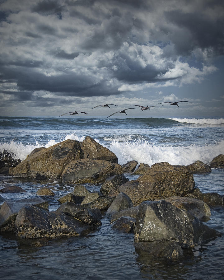 Pelicans over the surf on Coronado Photograph by Randall Nyhof
