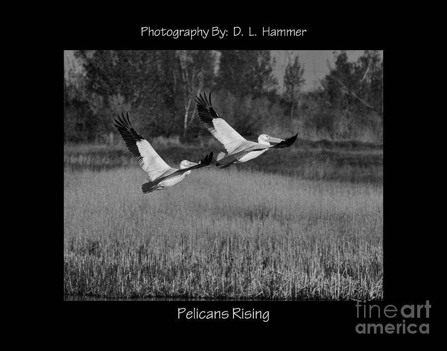 Pelicans Rising Photograph by Dennis Hammer