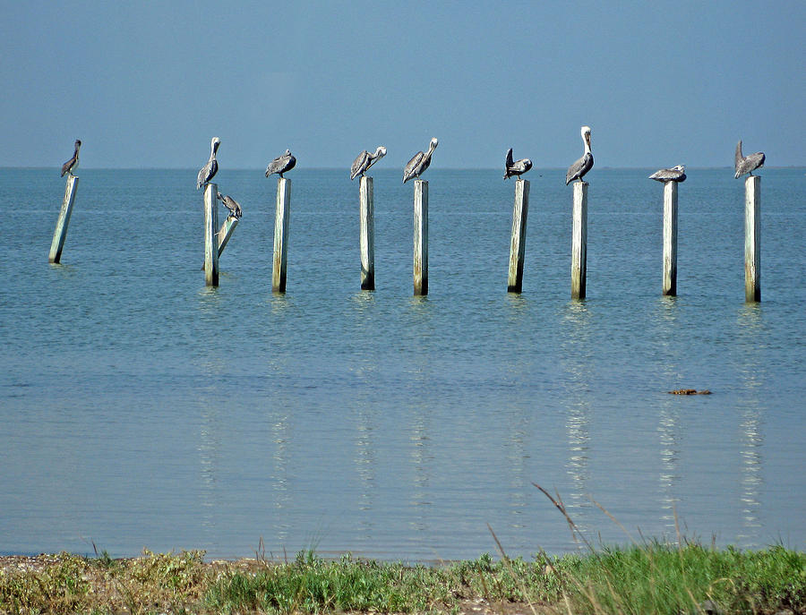 Pelicans Photograph by Rod Jones