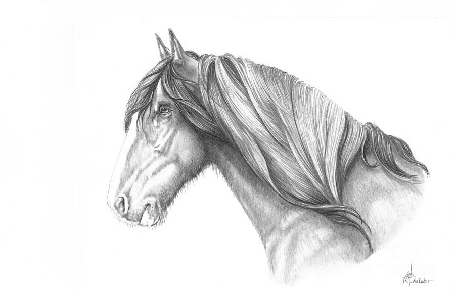 How to Draw a Horse - A Step By Step Guide With Pictures