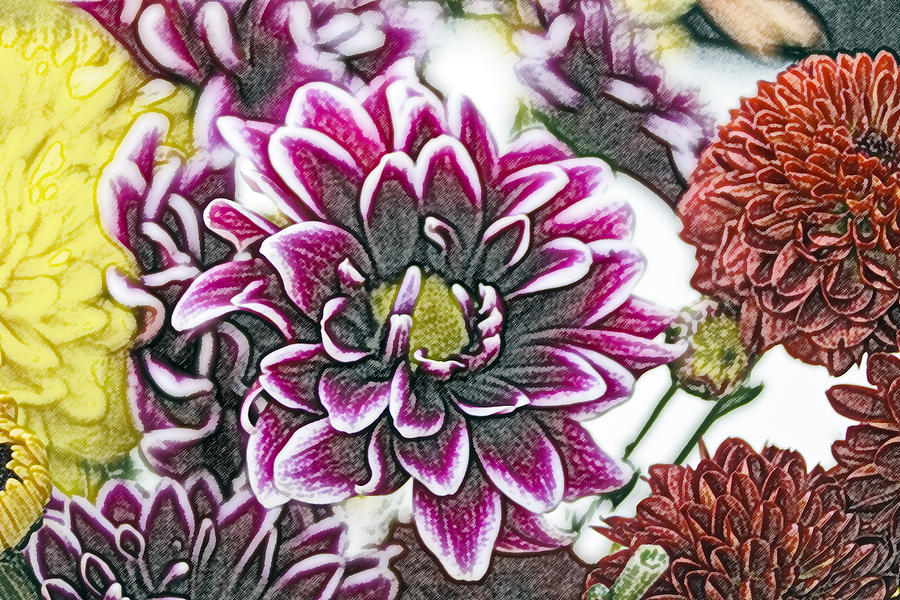 Flower Photograph - Pencil Portrait of a Zinnia Family 4 by Tanya Jacobson-Smith