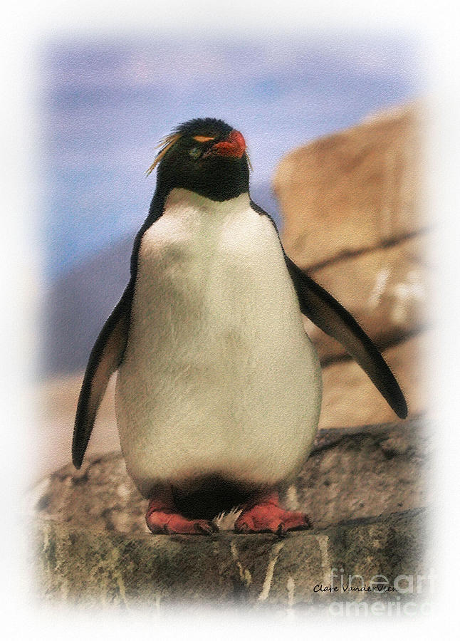 Penguin Photograph by Clare VanderVeen