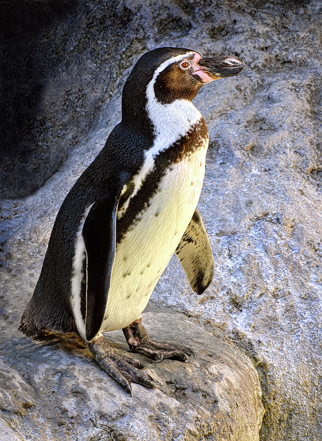 Penguin Photograph by Dave Mills