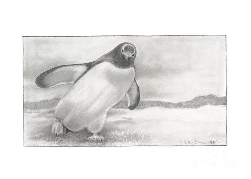 Penguin Drawing - Penguin by Kathy Burns