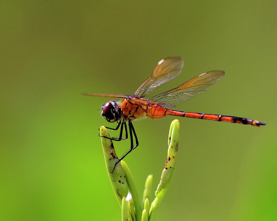 Pennant Dragonfly Photograph by Bill Dodsworth