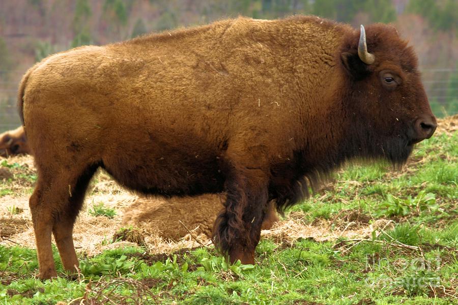 Pennsylvania Bison Photograph by Adam Jewell