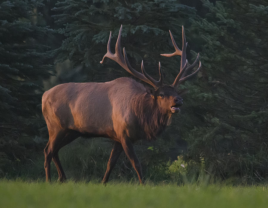 Pennsylvania Elk Photograph by Wade Aiken