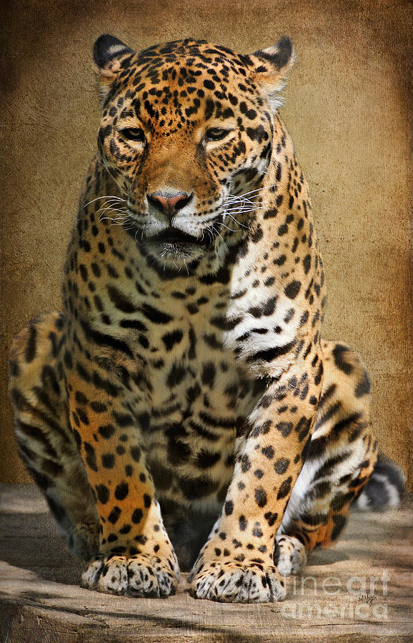Panther Photograph - Pensive by Lois Bryan